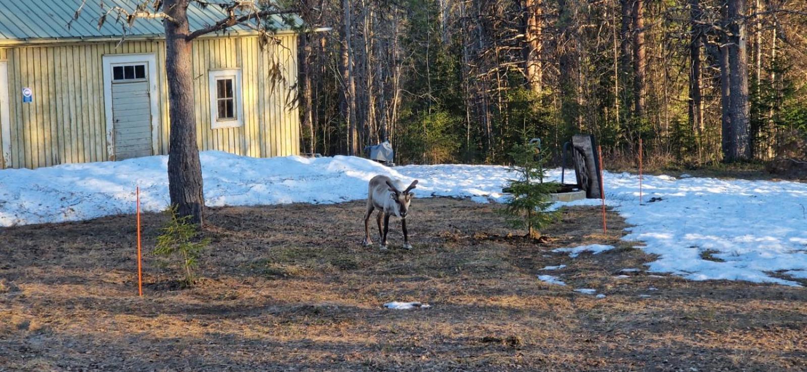 Lapland Old School Hotel Muonio Buitenkant foto